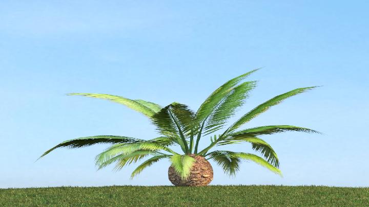 渲染模型_树木269