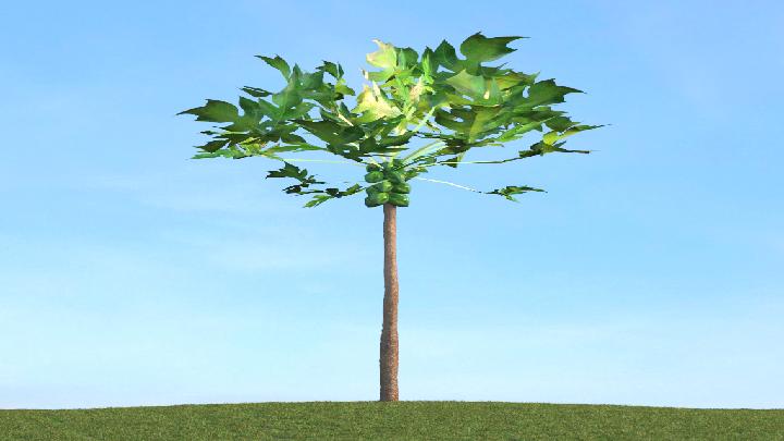 渲染模型_树木276