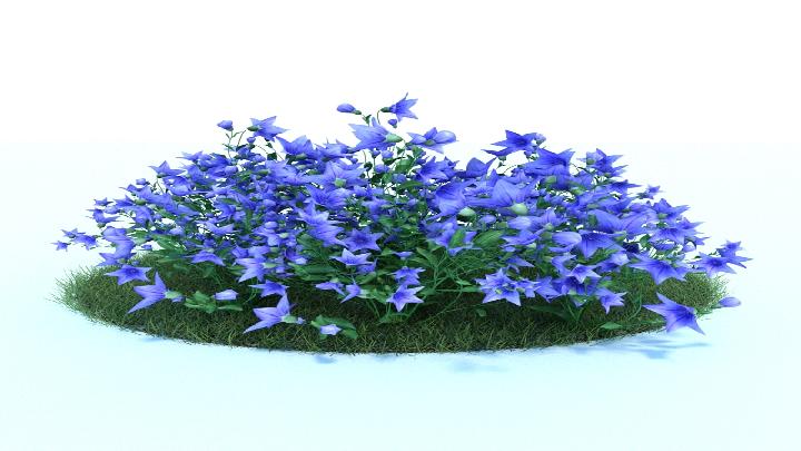 渲染模型_植物486