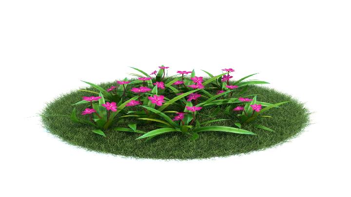 渲染模型_植物488