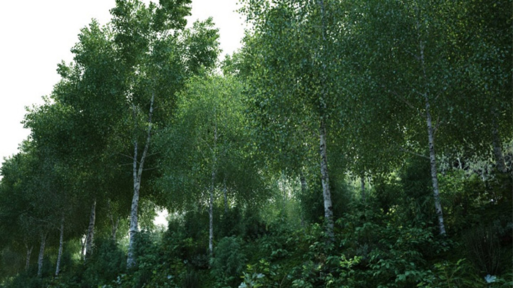 渲染模型_植物502