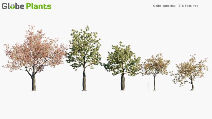 渲染模型_植物513