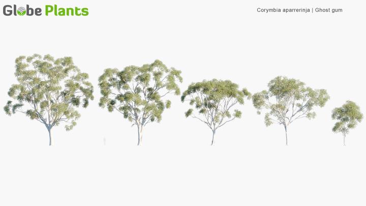 渲染模型_植物514