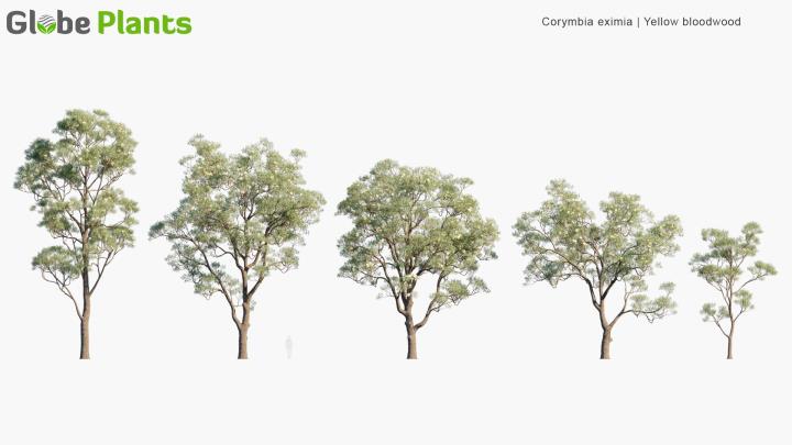 渲染模型_植物515