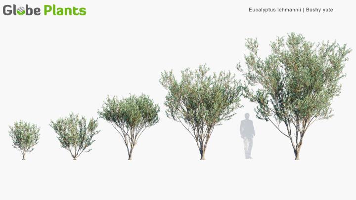 渲染模型_植物521