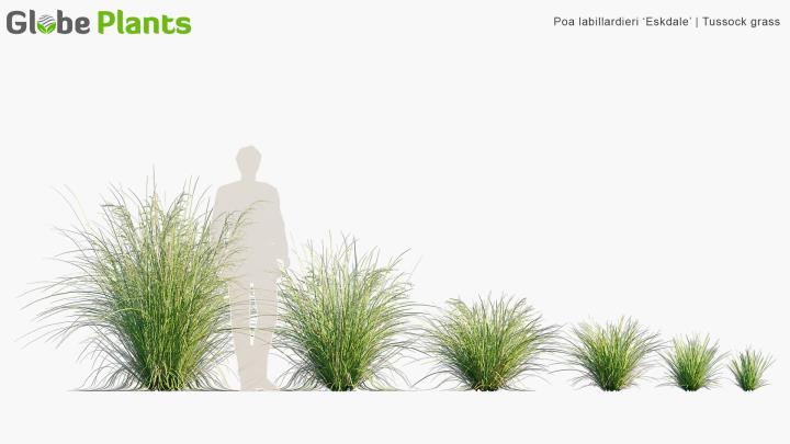 渲染模型_植物532