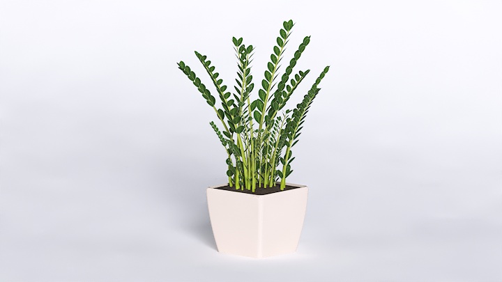 渲染模型_植物567