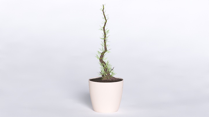 渲染模型_植物569