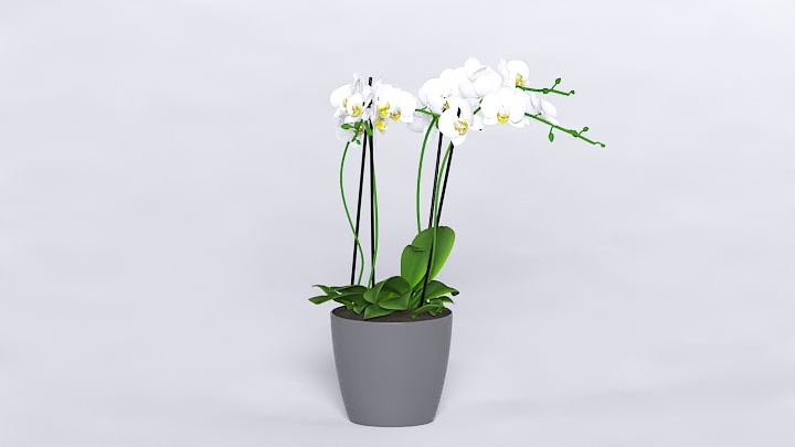 渲染模型_植物574