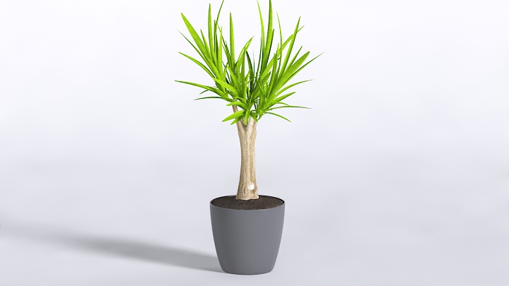 渲染模型_植物578