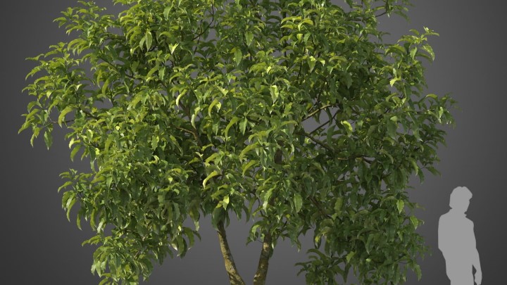 渲染模型_植物588