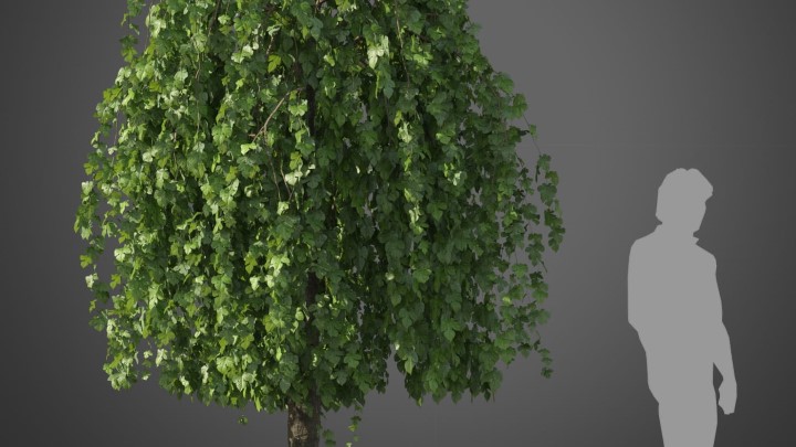 渲染模型_植物595