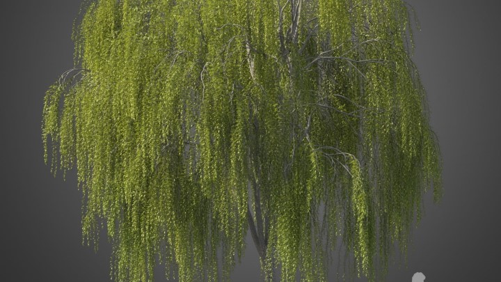 渲染模型_植物603