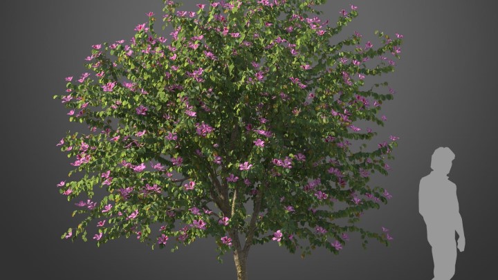 渲染模型_植物604