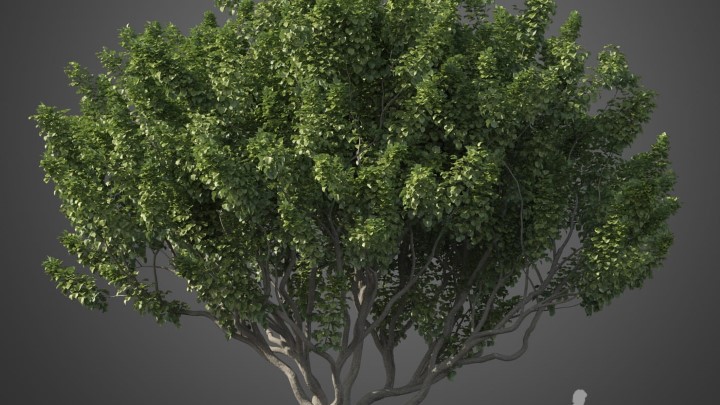 渲染模型_植物607