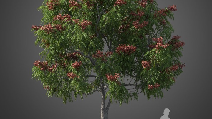 渲染模型_植物616