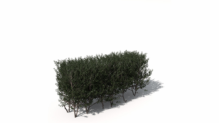 渲染模型_植物635