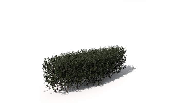 渲染模型_植物638