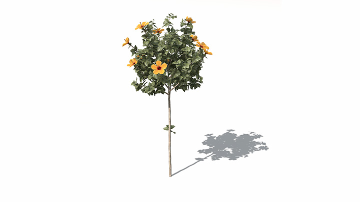 渲染模型_植物651