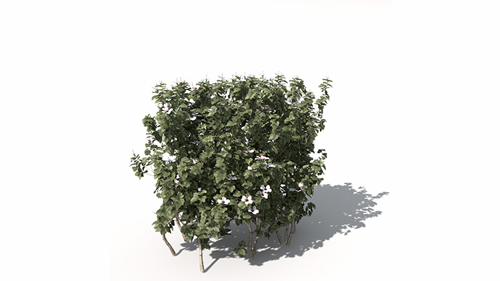 渲染模型_植物657