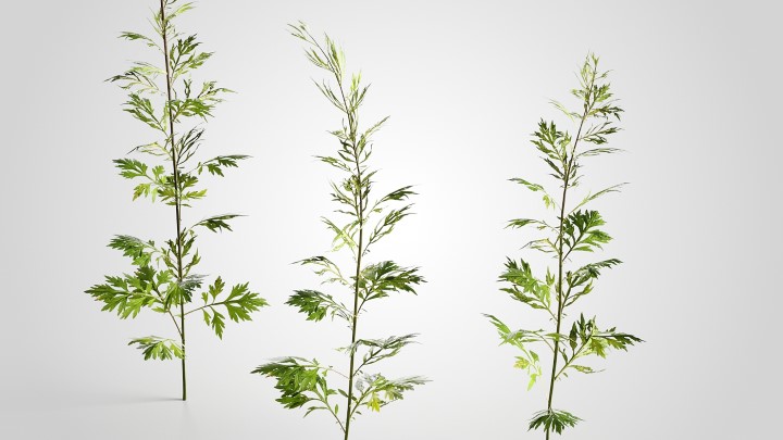 渲染模型_植物659