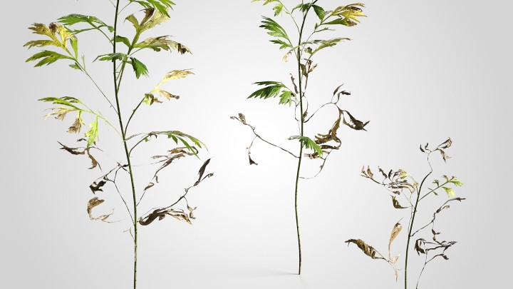 渲染模型_植物660