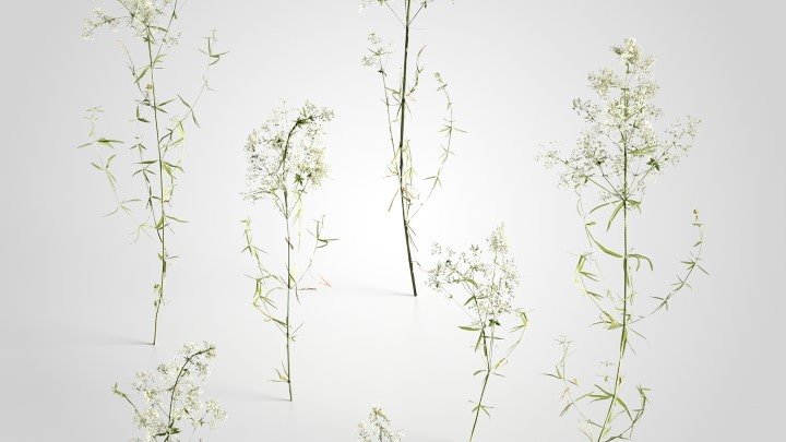 渲染模型_植物661