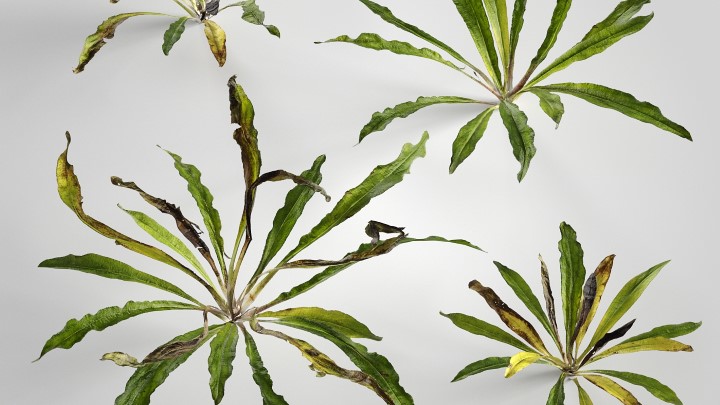 渲染模型_植物667