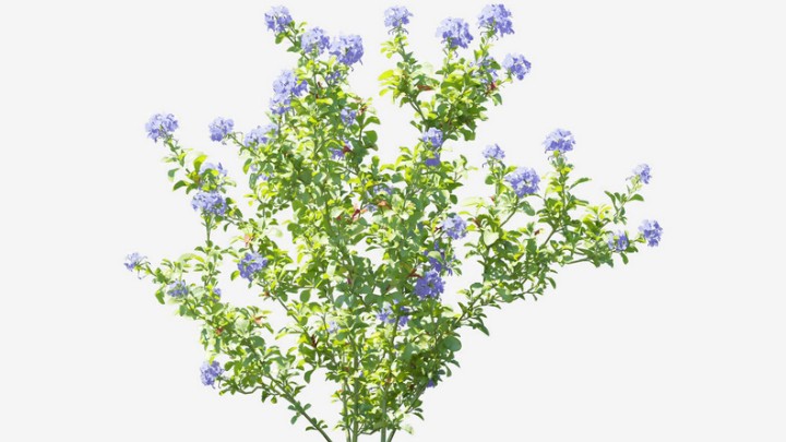 渲染模型_植物679