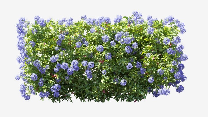 渲染模型_植物680