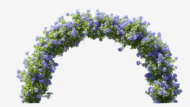 渲染模型_植物682