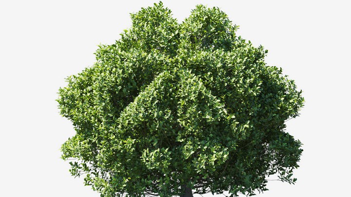 渲染模型_植物693