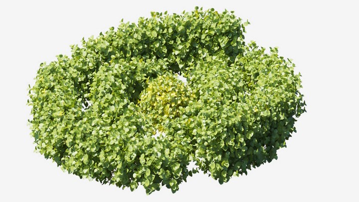 渲染模型_植物711