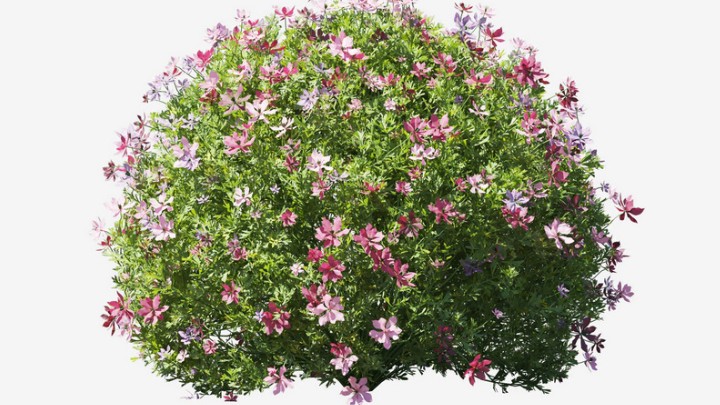 渲染模型_植物716