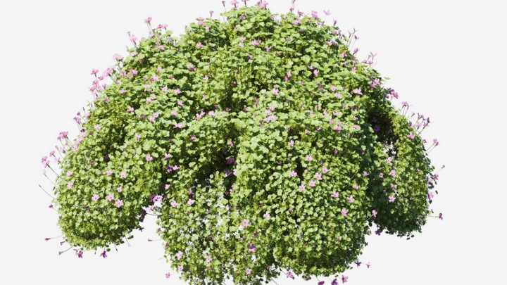 渲染模型_植物724