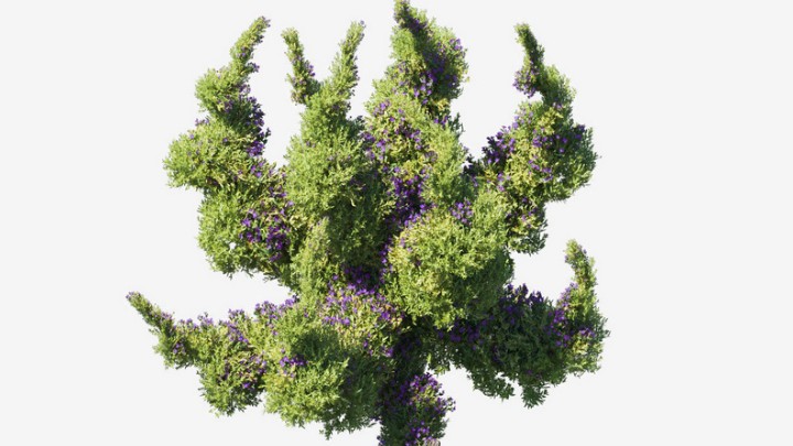 渲染模型_植物729