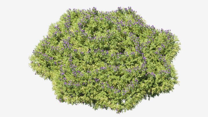 渲染模型_植物731