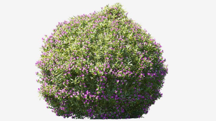 渲染模型_植物732