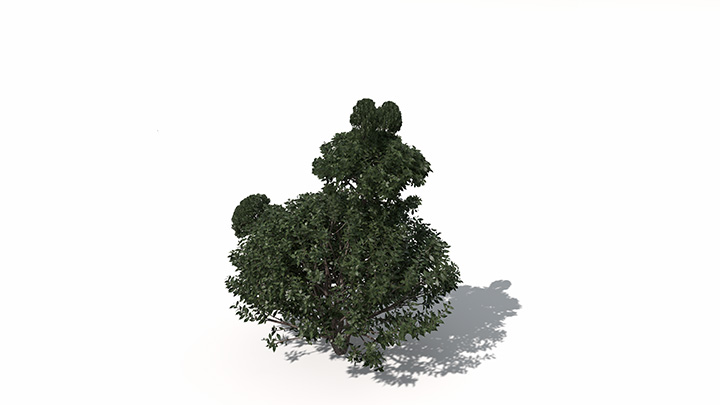 渲染模型_植物景观009