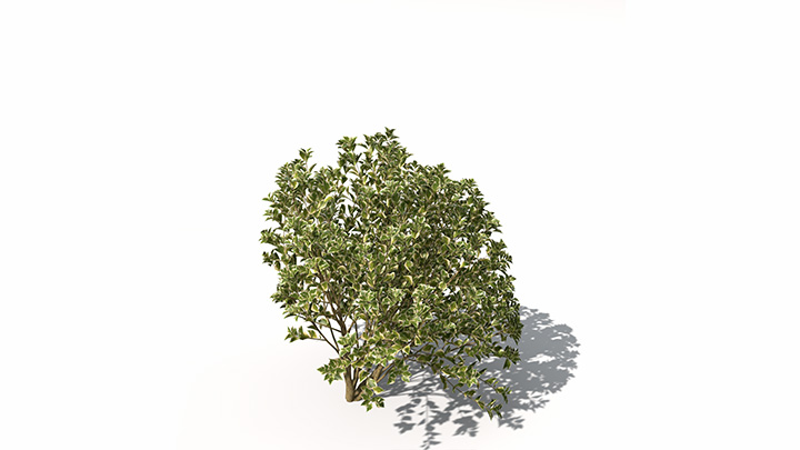 渲染模型_植物景观044