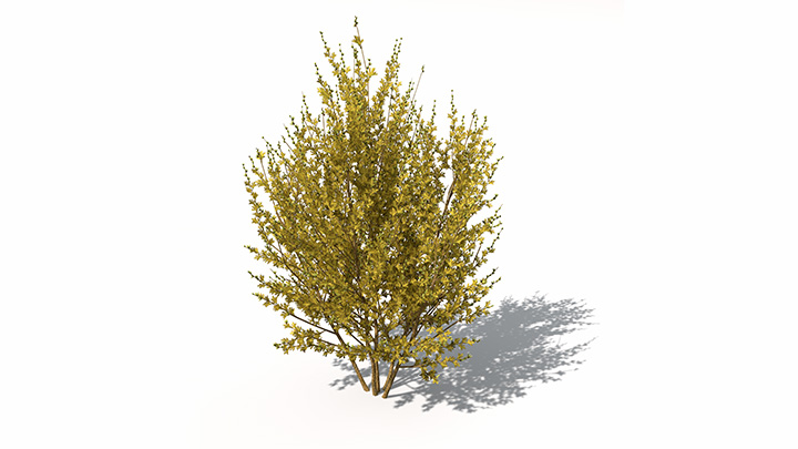 渲染模型_植物景观047