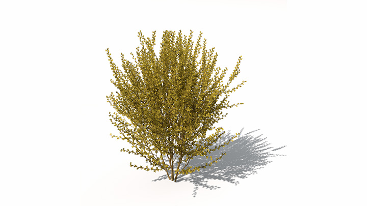 渲染模型_植物景观052