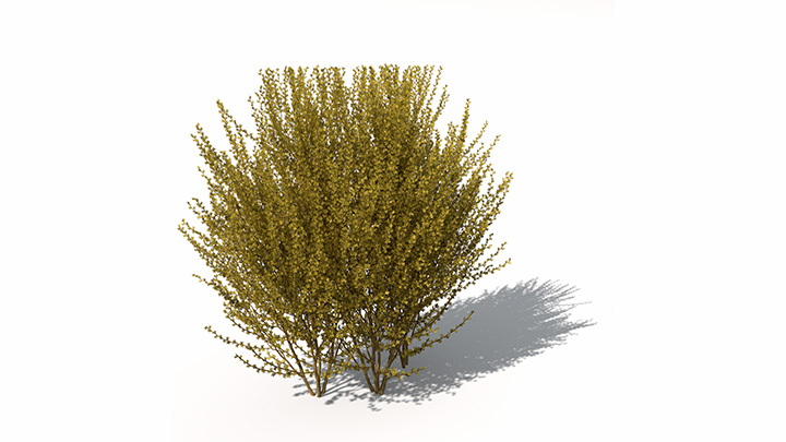 渲染模型_植物景观054