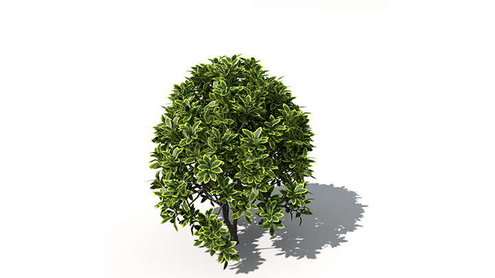 渲染模型_植物景观055