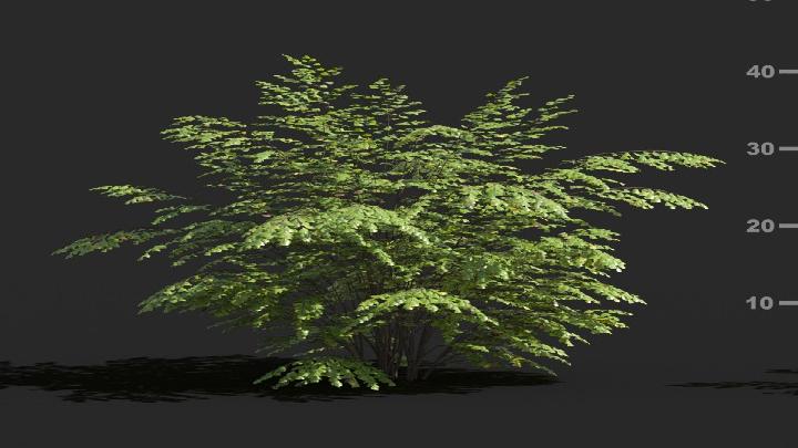 渲染模型_植被001