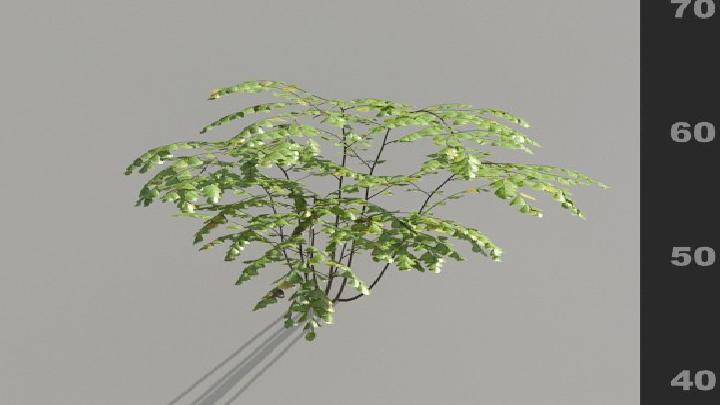 渲染模型_植被006