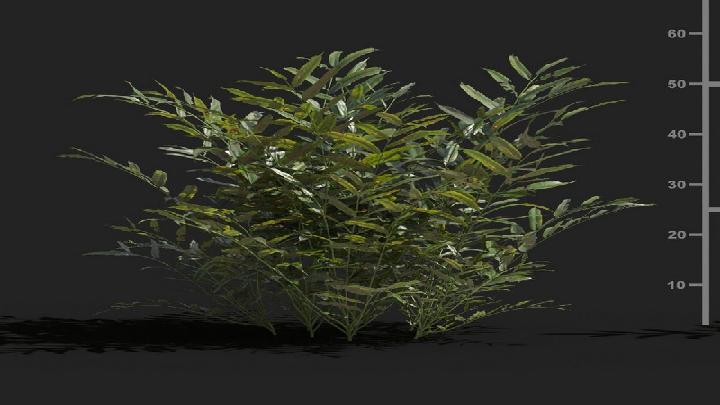 渲染模型_植被008