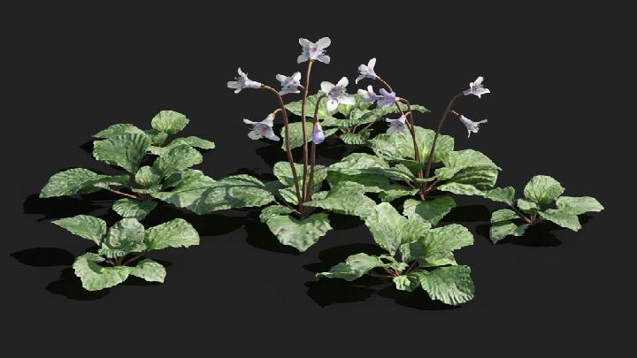 渲染模型_植被016