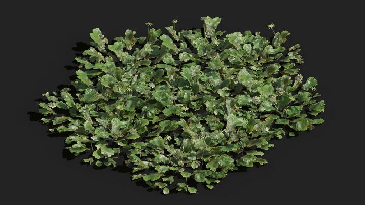 渲染模型_植被040