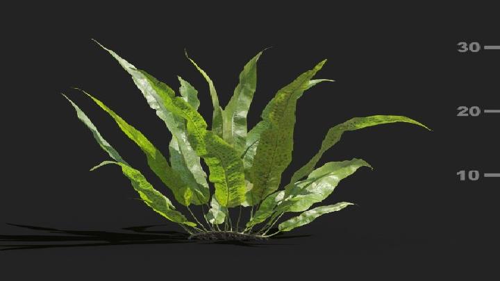 渲染模型_植被045